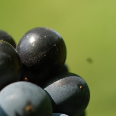 Cabernet Sauvignon ANT 0951